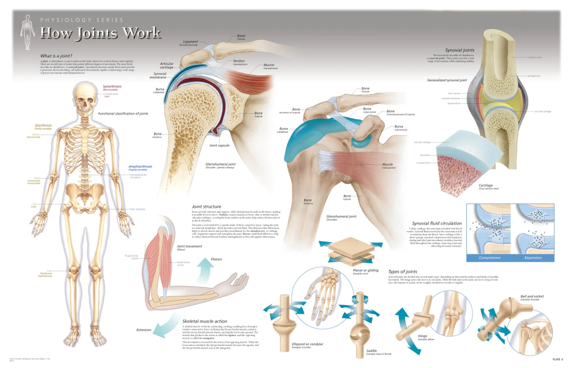 Chart Set - Illustrated Atlas of Human Physiology Paper Chart Set