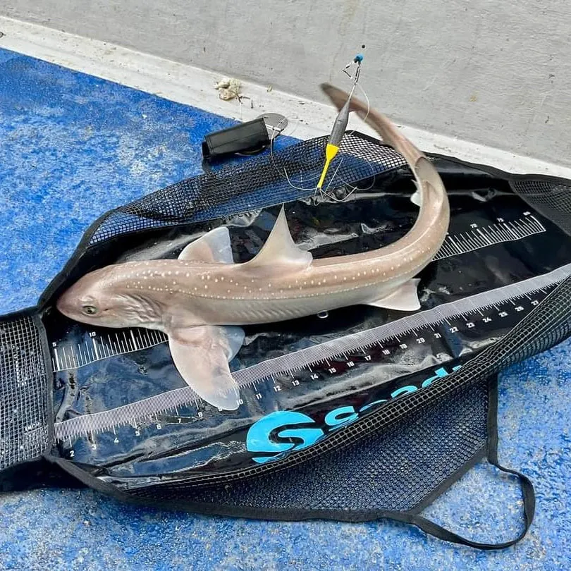 Seadra Weigh and Measure Sling
